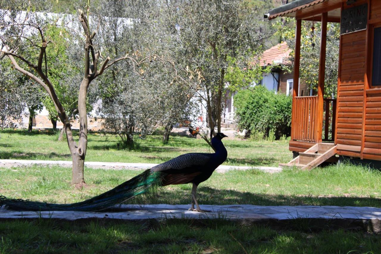Ferienwohnung Seker Bungalov Çıralı Exterior foto